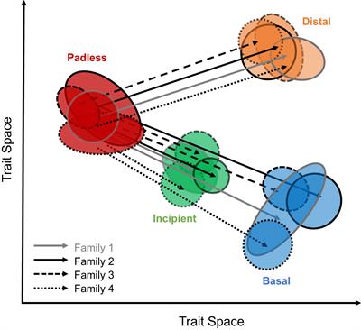 Early burst of parallel evolution describes the diversification of gecko toe pads